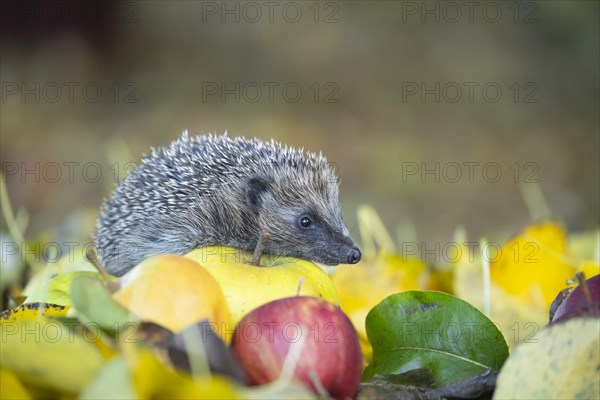 European hedgehog (Erinaceus europaeus) adult animal walking over fallen apples and autumn leaves