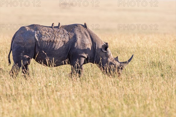 Black rhinoceros (Diceros bicornis) with Yellow-billed oxpecker (Buphagus africanus) birds on the