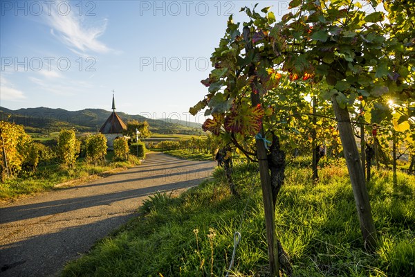 Mount of Olives Chapel in the vineyards, sunset, Ehrenstetten, Markgraeflerland, Black Forest,