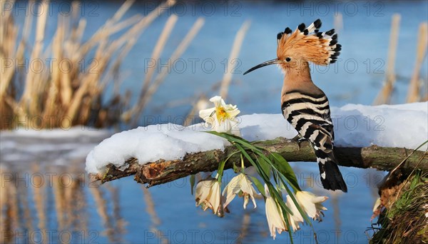 KI generated, animal, animals, bird, birds, biotope, habitat, one, individual, water, reeds, water