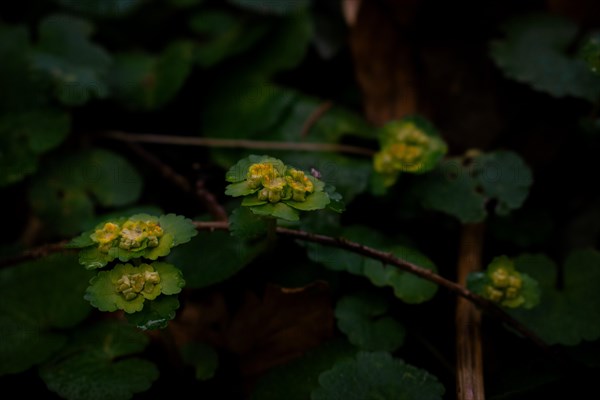 Alternate-leaved golden saxifrage (chrysosplenium alternifolium), close-up, Neubeuern, Germany,