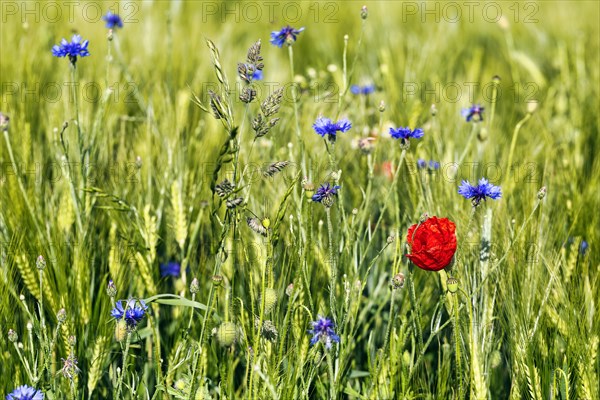Red poppy flower (Papaver rhoeas), green barleys (Hordeum vulgare), cornflowers (Centaurea cyanus),