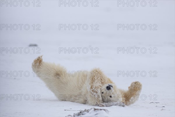 Polar bear (Ursus maritimus), young, playing in the snow, Kaktovik, Arctic National Wildlife
