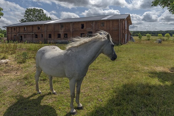 White horse on the meadow of the old estate, behind the pigsty from 1920, Othenstorf,