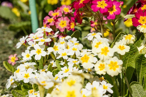 Primrose or primula in the spring garden. Purple, pink, yellow, white primroses in spring garden