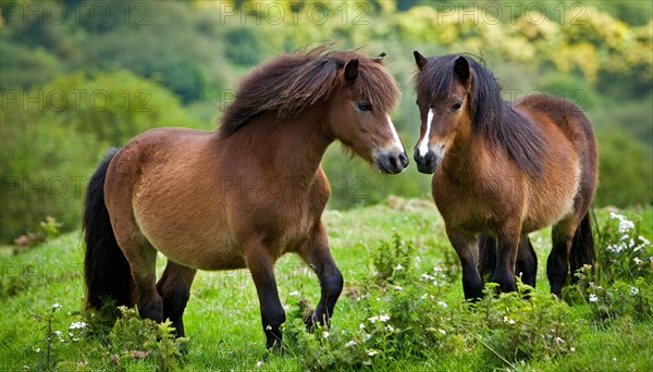 KI generated, animal, animals, mammal, mammals, biotope, habitat, two, mares, foraging, wildlife,
