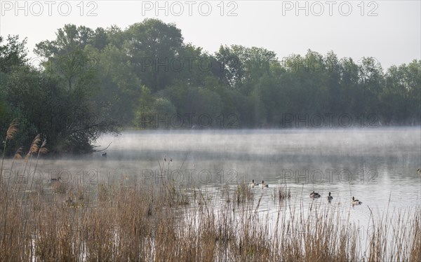 Wetland, lake, alluvial forest, morning mist, grey geese (Anser anser), Barnbruchswiesen and