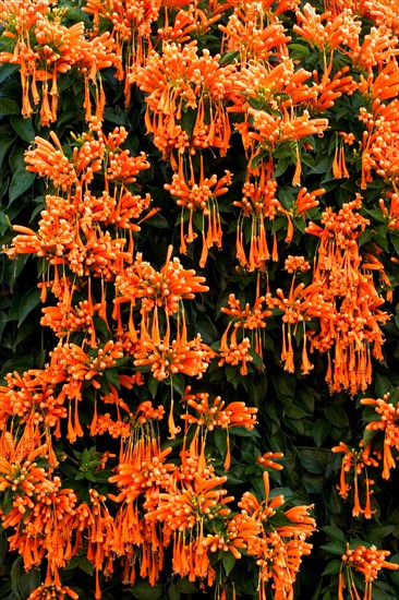 Flamevine or orange trumpet vine (Pyrostegia venusta) Feuer auf dem Dach, Feuerranke, La Palma,