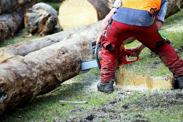 Logging work in the local forest, here in Upper Bavaria