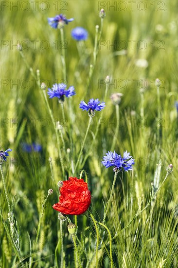 Red poppy flower (Papaver rhoeas), green barleys (Hordeum vulgare), cornflowers (Centaurea cyanus),