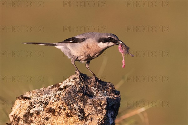 Iberian Grey Shrike (Lanius meridionalis), Southern Grey Shrike, with prey, Fuerteventura,