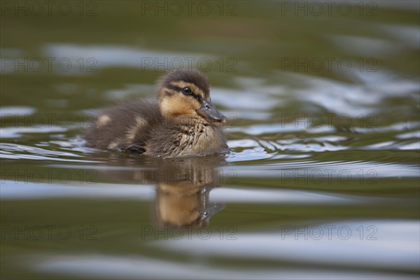 Mallard duck (Anas platyrhynchos) juvenile baby duckling on a lake, England, United Kingdom, Europe