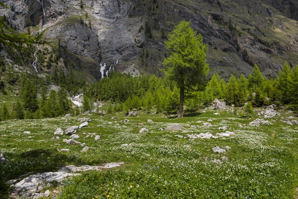 Mountain stream, Alps, meadow, alpine pasture, nature, environment, climate, idyll, mountain world,