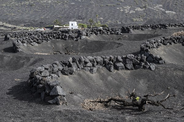 Wine growing in volcanic ash pits protected by dry stone walls, Yaiza, Lanzarote, Canary Islands,