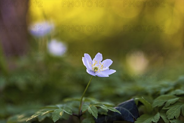 A white flower with yellow anthers, surrounded by green leaves, on a blurred green-yellow