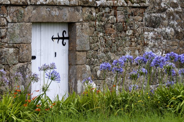 Lilies of the nile (Agapanthus) in front of a granite garden wall, Ile de Brehat, Brittany, France,