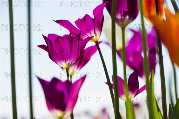 Blooming tulips, lakeside promenade, Ueberlingen, Lake Constance, Baden-Wuerttemberg, Germany,