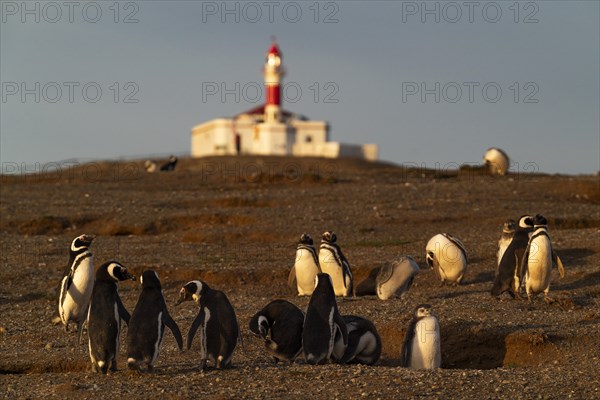 Magellanic penguins (Spheniscus magellanicus) in front of the lighthouse in the Penguin National