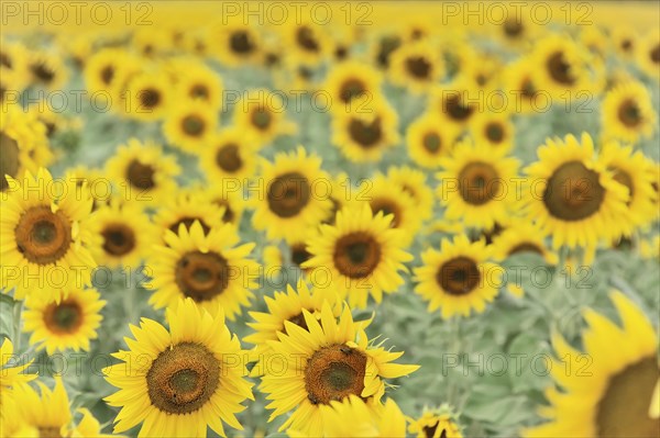 Sunflower field, sunflowers (Helianthus annuus), landscape south of Montepulciano, Tuscany, Italy,