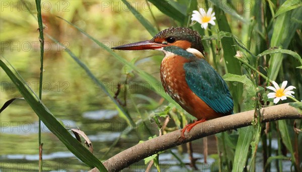 KI generated, animal, animals, bird, birds, biotope, habitat, a, individual, water, perch, reeds,