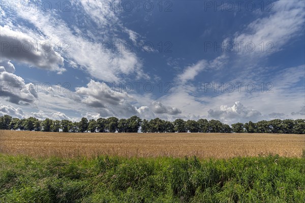 Avenue of large-leaved lindens (Tilia platyphyllos) Cornfield and cloudy sky, Rehna,