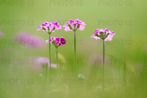 Bird's-eye primrose (Primula Farinosa) on a mountain meadow near Wallgau, Upper Bavaria, Germany,