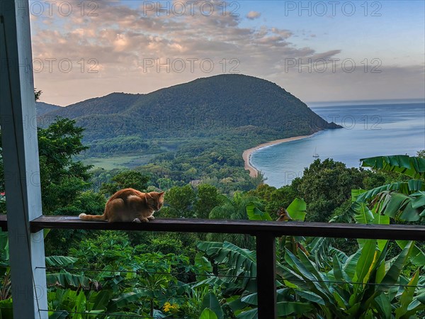 A red cat on a terrace in the foreground, in the background the beach Grande Anse on Basse Terre,