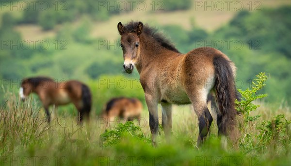 KI generated, animal, animals, mammal, mammals, biotope, habitat, one, individual, foraging,