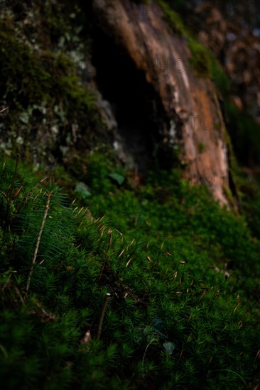 Spruce seedling (Picea abies) growing in moss, in the background a tree hollow, Neubeuern, Germany,