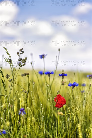 Red poppy flower (Papaver rhoeas), green barleys (Hordeum vulgare), cornflowers (Centaurea cyanus),