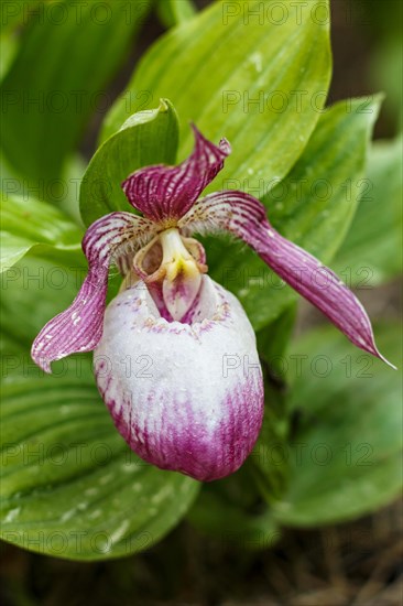 Beautiful orchids of different colors on green background in the garden. Lady's-slipper hybrids.