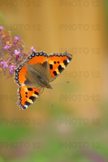 Small tortoiseshell (Aglais urticae), on butterfly bush or butterfly-bush (Buddleja davidii),