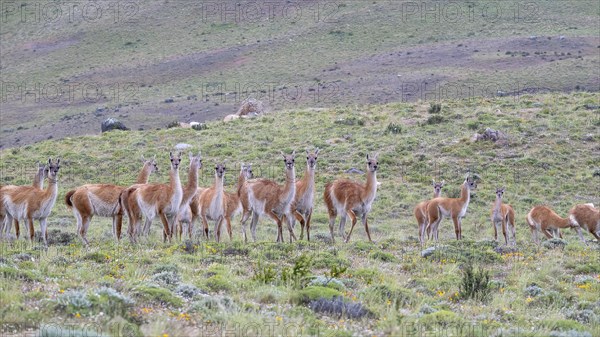 Guanaco (Llama guanicoe), Huanaco, herd, Torres del Paine National Park, Patagonia, end of the