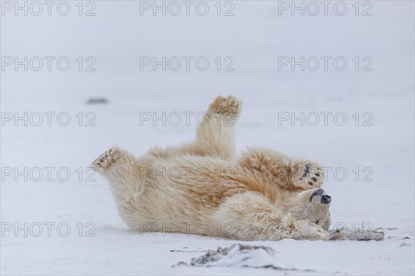 Polar bear (Ursus maritimus), young, playing in the snow, Kaktovik, Arctic National Wildlife