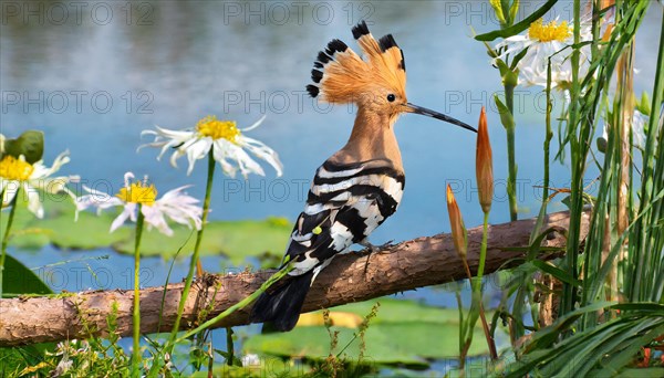 KI generated, animal, animals, bird, birds, biotope, habitat, one, individual, water, reeds, water