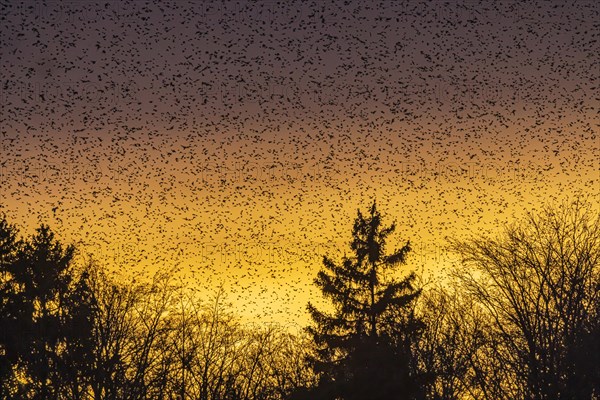 Natural spectacle in the Swabian Alb. Flocks of bramblings (Fringilla montifringilla) spend the
