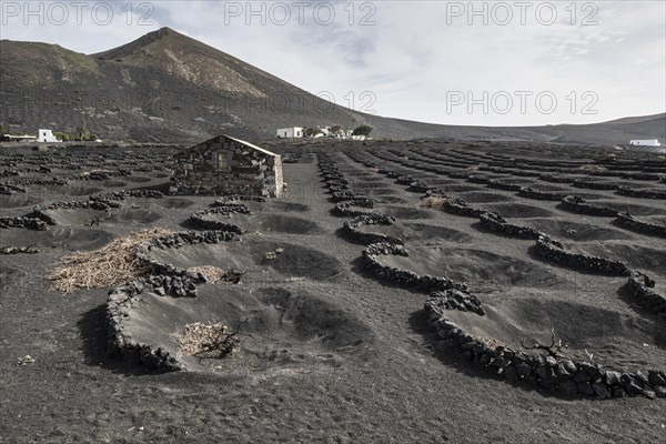 Wine growing in volcanic ash pits protected by dry stone walls, Yaiza, Lanzarote, Canary Islands,