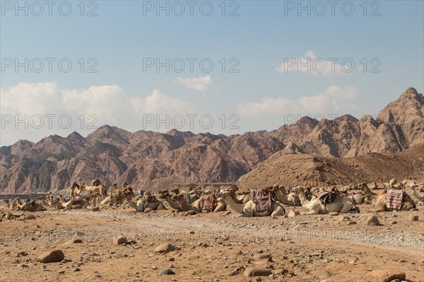 A group of camels resting in a rocky desert with mountains on background. Egypt, the Sinai