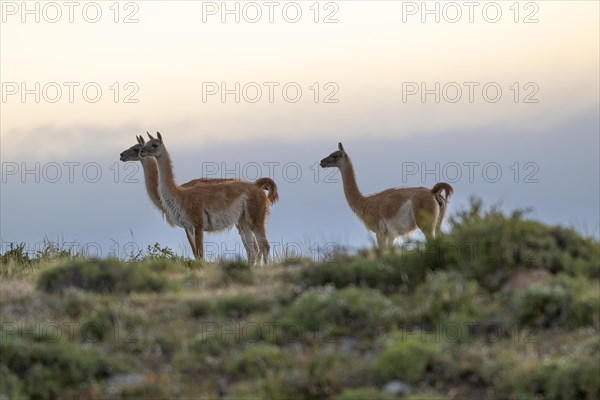 Guanaco (Llama guanicoe), Huanako, group in the evening light, Torres del Paine National Park,