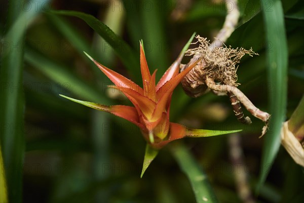 Droophead tufted airplant (Guzmania lingulata) flower growing in a greenhouse, Bavaria, Germany,