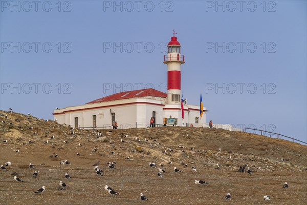 Seagulls in front of the lighthouse in the Penguin National Park on Magdalena Island, Magellanes,