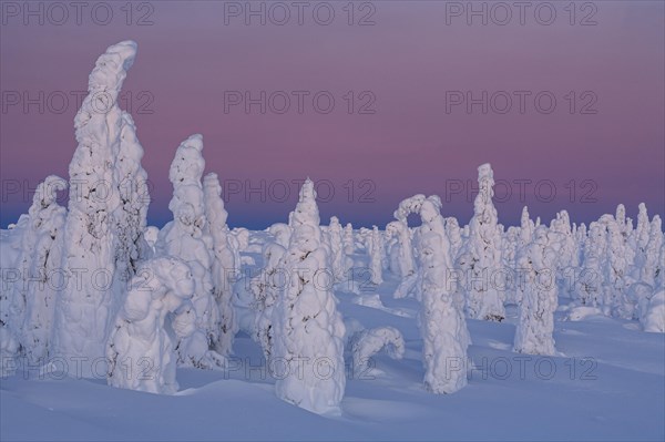 Snow-covered trees in tundra, Arctic, evening light, winter, Dalton Highway, Alaska, USA, North