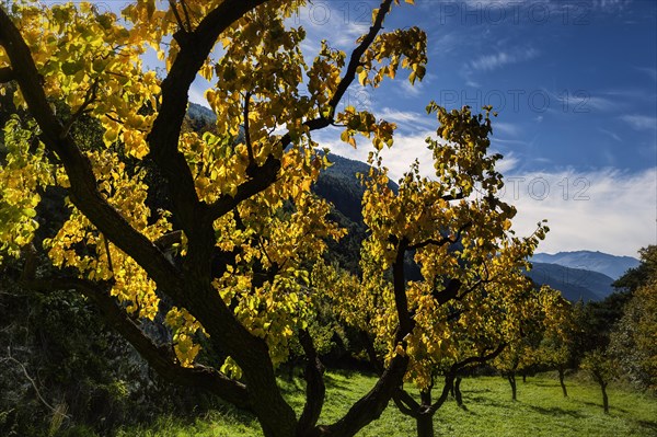Apricot trees in autumn, agriculture, fruit, apricot, orchard, autumnal, foliage, tree, deciduous