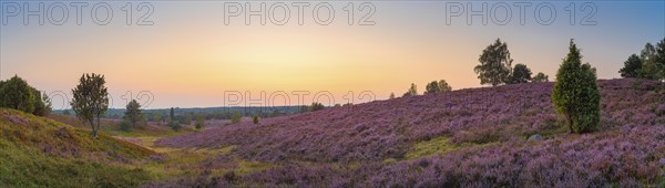 View of the landscape of the Lueneburg Heath, sunset, panorama, landscape format, evening light,