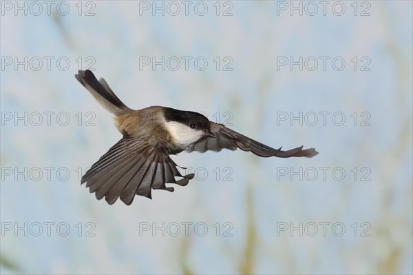 Willow Tit (Parus montanus), in flight, high speed aerial photograph, winter, animals, birds,