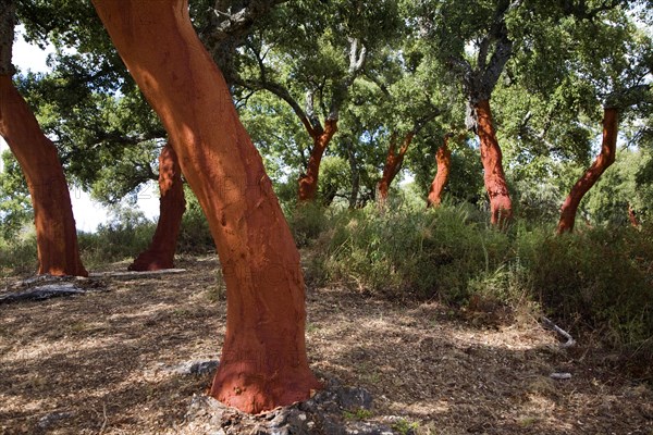 Red tree trunks freshly harvested bark Quercus suber, Cork oak, Sierra de Grazalema natural park,