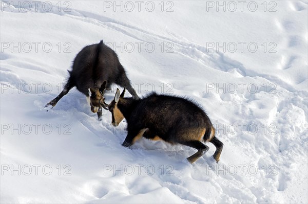 Two chamois (Rupicapra rupicapra) males fighting in the snow in winter during the rut in the