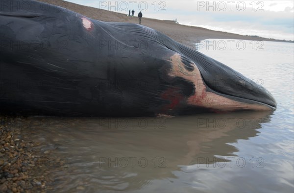 Fin Whale, Balaenoptera physalus, washed up dead on Shingle Street, Suffolk, England, United