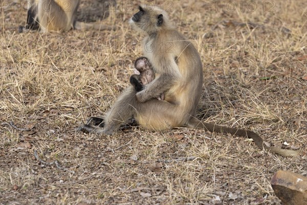 Gray langurs (Semnopithecus entellus), mother and the newborn baby, sitting on the ground in the