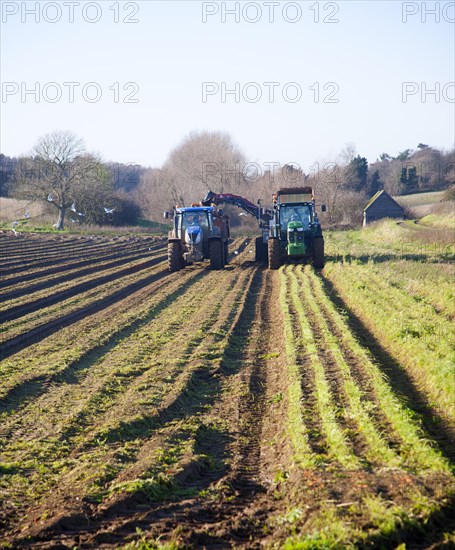 Farm machinery harvesting a winter carrot crop in a field, Ramsholt, Suffolk, England, United